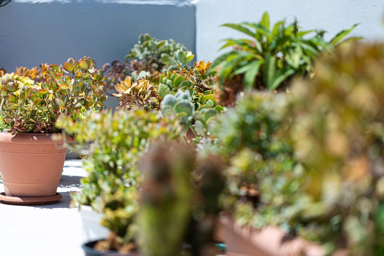 Cactopia Apartments- Hoya-Aeonium Rethymno  Exterior photo