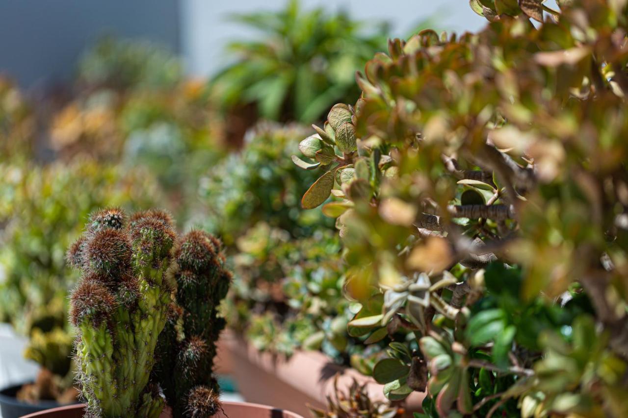 Cactopia Apartments- Hoya-Aeonium Rethymno  Exterior photo